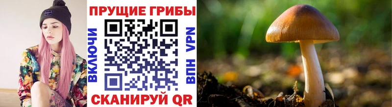 сколько стоит  Новомосковск  Псилоцибиновые грибы GOLDEN TEACHER 